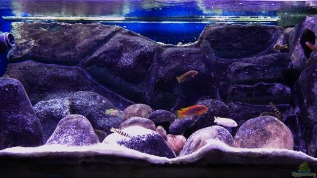 Zum Beispiel Becken 11556