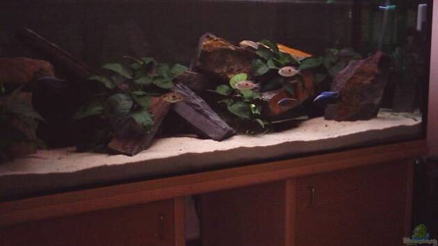 Zum Beispiel Becken 1156