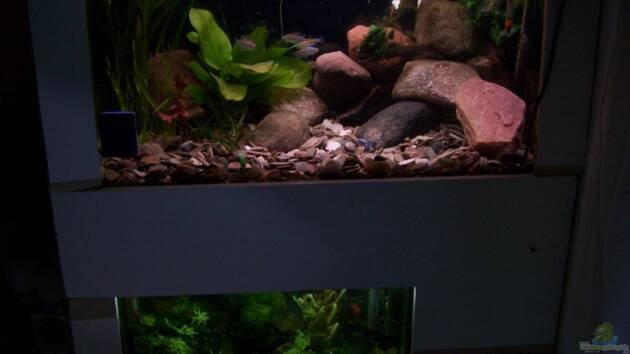 Zum Beispiel Becken 11632