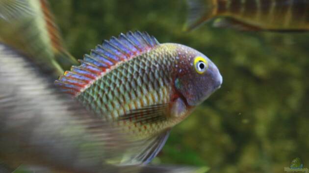 Zum Beispiel Becken 12042