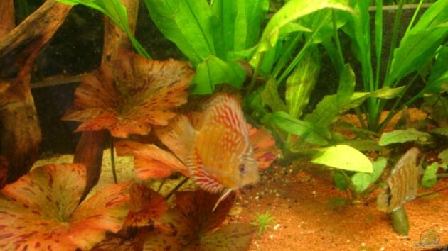 Zum Beispiel Becken 12103