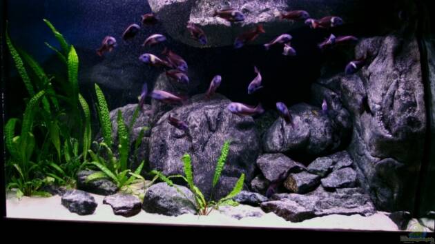 Zum Beispiel Becken 12140