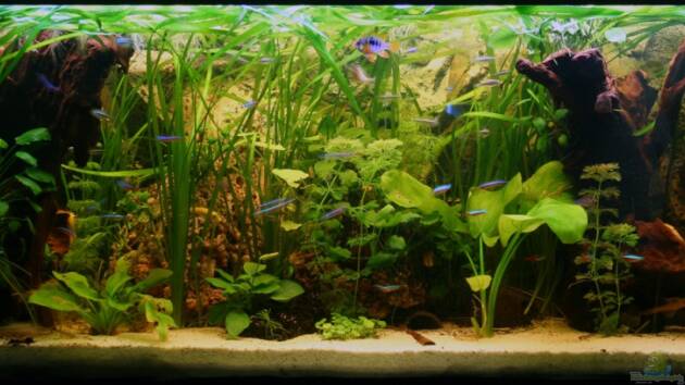 Zum Beispiel south america - green hell