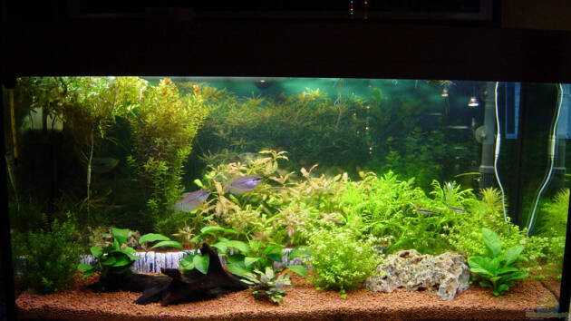 Zum Beispiel Becken 1235