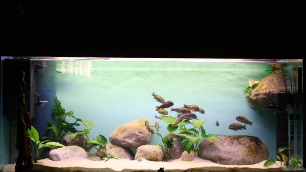 Zum Beispiel Becken 12518