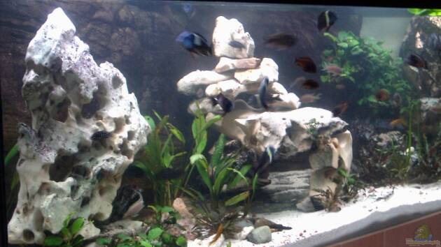 Zum Beispiel Becken 1275