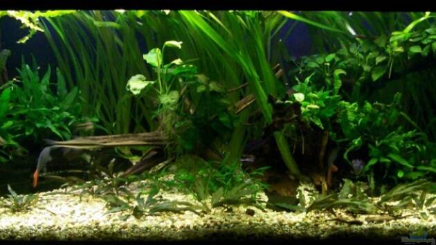 Zum Beispiel 375l Asien - Borneo/Sumatra