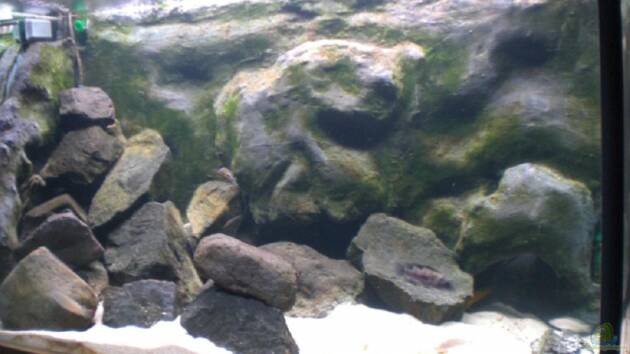 Zum Beispiel Becken 12835