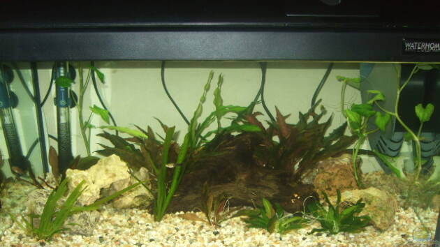 Zum Beispiel Becken 12854