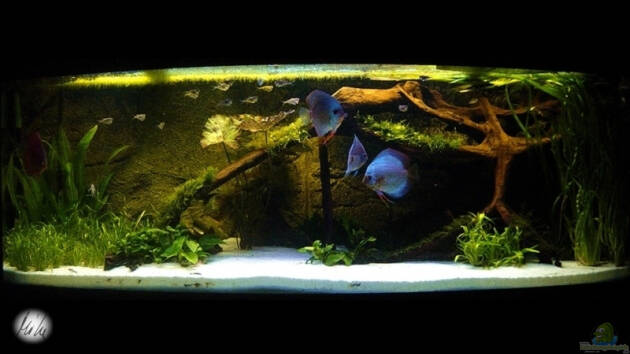 Zum Beispiel The Lago Azul Obsolete