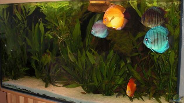 Zum Beispiel 360L - Diskus (nur noch als Beispiel)