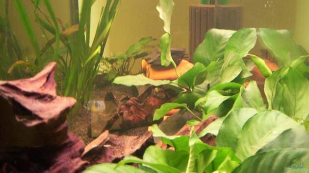 Zum Beispiel Amazonas