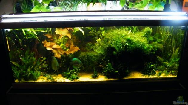 Zum Beispiel ~Amazonas~ Amano-Stil