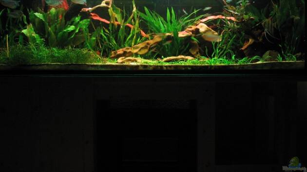 Zum Beispiel Becken 1377