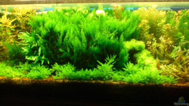 Zum Beispiel Becken 13777