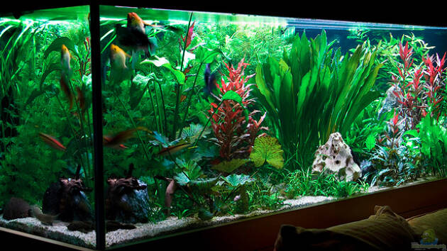 Zum Beispiel Becken 1381