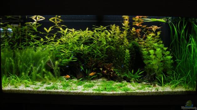 Zum Beispiel Mein JUWEL Rio 180 -)