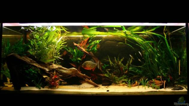 Zum Beispiel Piranha Becken