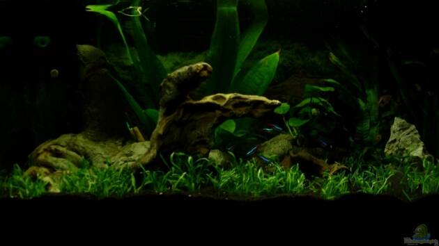 Zum Beispiel Becken 14108