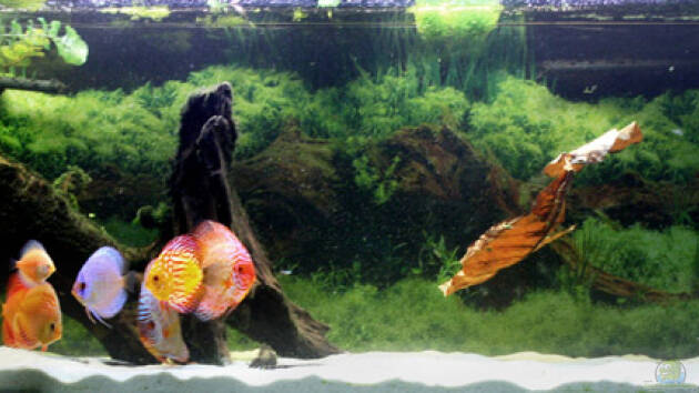 Zum Beispiel Diskusbecken