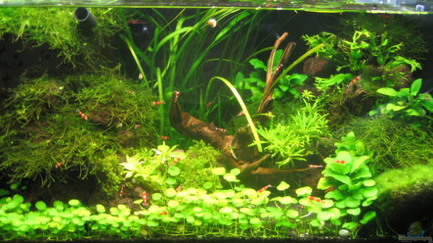 Zum Beispiel Becken 14190