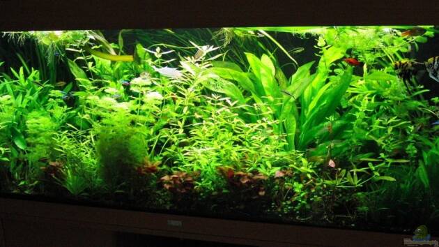 Zum Beispiel Sashs Jungle