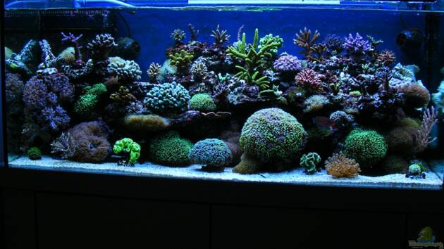 Zum Beispiel Becken 14482