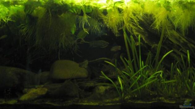 Zum Beispiel Buschfisch-Biotop / nur noch Beispiel