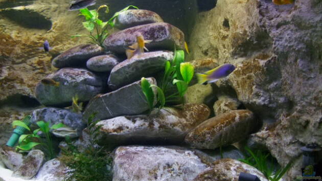 Zum Beispiel Becken 14894 (nur noch Beispiel)