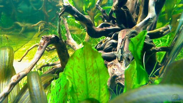 Zum Beispiel eForest