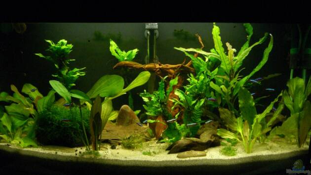 Zum Beispiel Schwarzwasser (wegen Planarien aufgegeben)