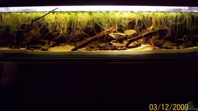 Zum Beispiel Artenbecken Betta Albimarginata Malinau