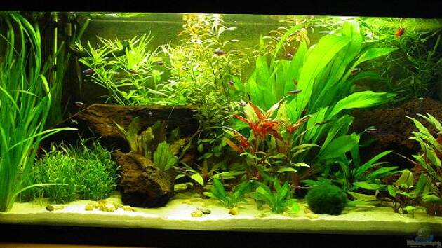 Zum Beispiel Becken 1567