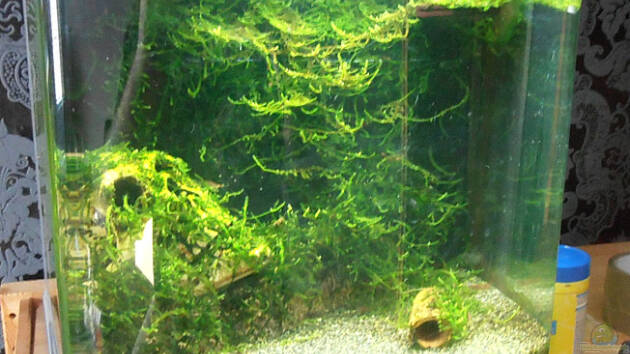 Zum Beispiel Neocaridina heteropoda (25l)