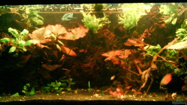 Zum Beispiel Wurzelimperium-nur noch als beispiel