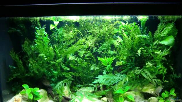 Zum Beispiel Becken mit Aphyosemion australe