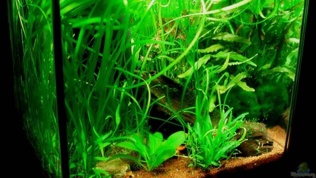 Zum Beispiel Minimi 30l