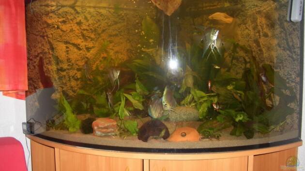 Zum Beispiel Eckaquarium