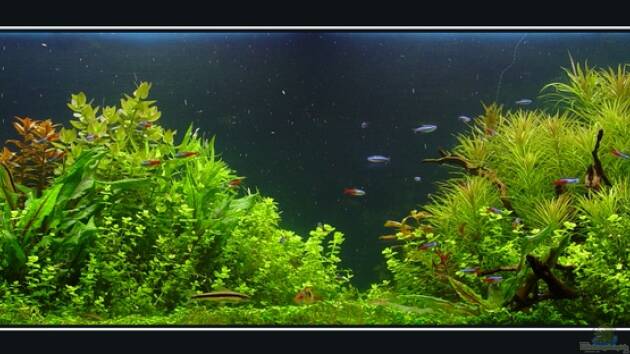 Zum Beispiel Becken 1627