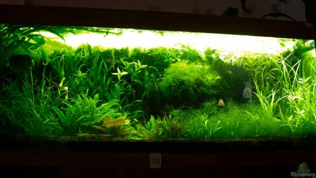 Zum Beispiel Amazonas  nur noch Beispiel