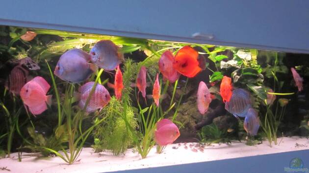 Zum Beispiel Becken 16666