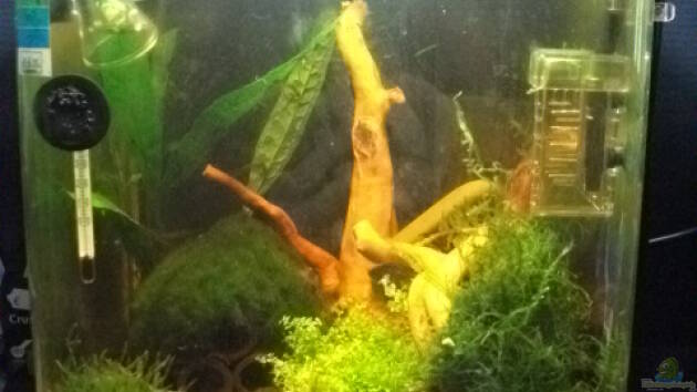 Zum Beispiel Sandys Garnelenbecken