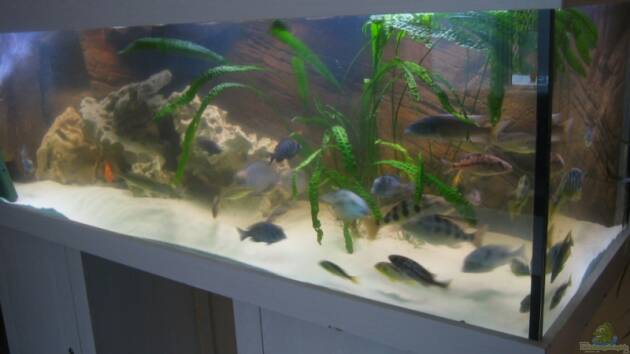 Zum Beispiel Becken 1706