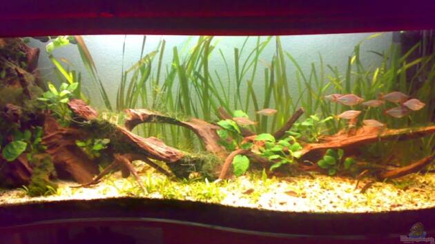 Zum Beispiel Becken 1715