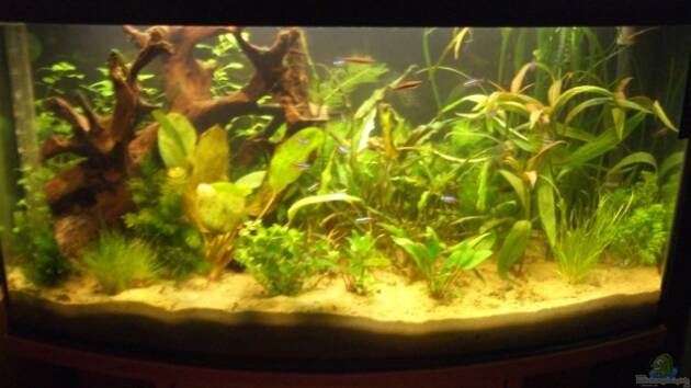 Zum Beispiel Becken 1730