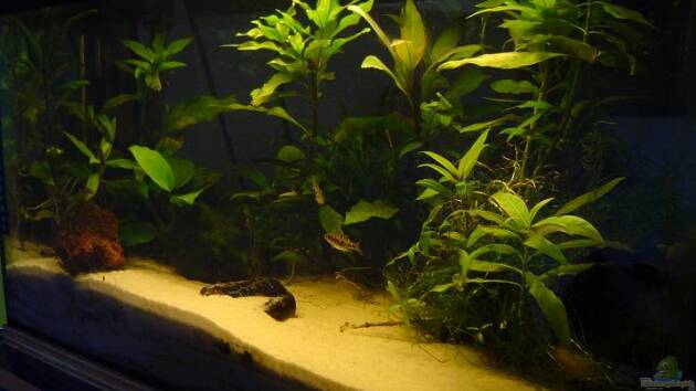 Zum Beispiel Becken 1733