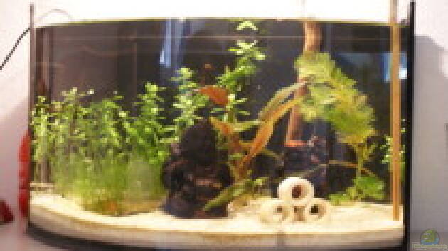 Zum Beispiel The Zen Garden