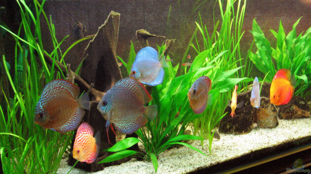 Zum Beispiel Becken 1743