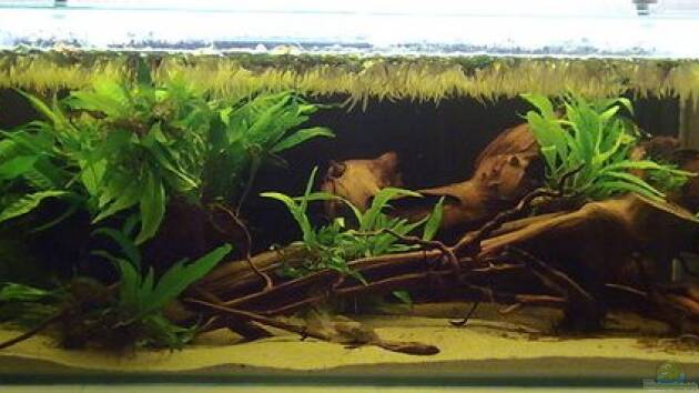 Zum Beispiel Artenbecken Betta Macrostoma