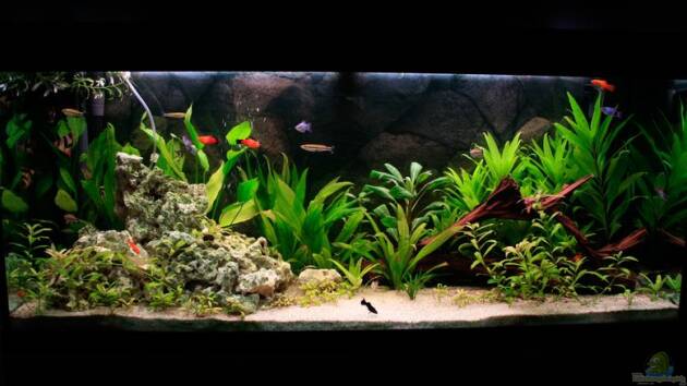 Zum Beispiel Fluval Roma 240